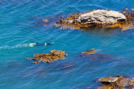 Lone snorkeller or diver in the ocean swimming on the surface looking down between offshore rocks with bull kelp aquatic plants