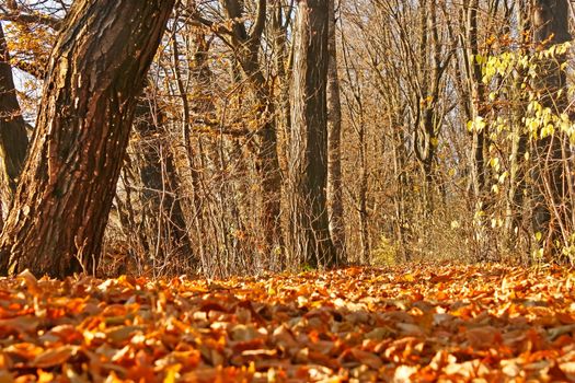 Forest in fine autumn day with yellow leaves on the ground