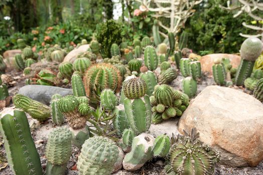 great image of some prickly cacti cactus plants