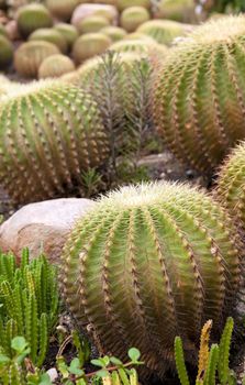 great image of some prickly cacti cactus plants