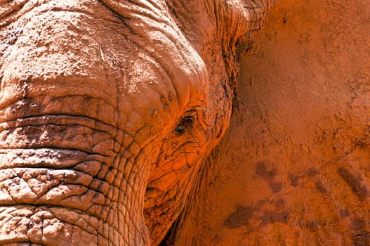 Close up of an african elephant grazing.