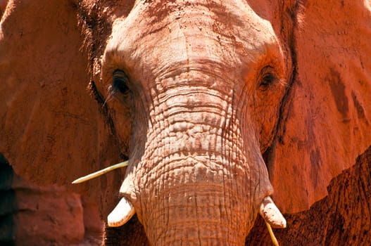 Close up of an african elephant grazing.