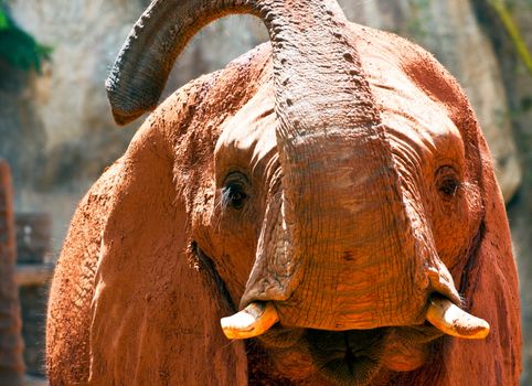 Close up of an african elephant grazing.