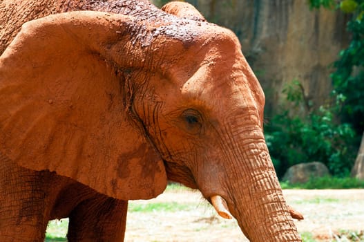 Juvenile elephant, South Africa