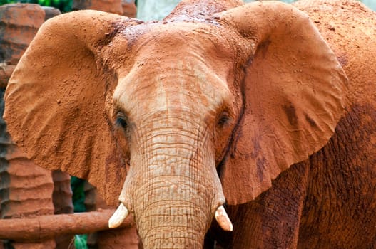 Close up of an african elephant grazing.