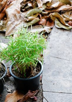 Bamboo tree in the  flowerpot