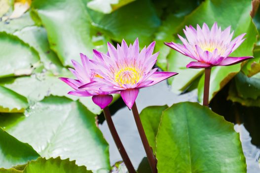 Beautiful of pink lotus flower