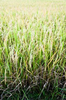 Closeup of rice, raw food of Thailand