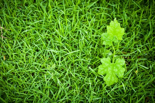 Macro of green leaf, natural fresh