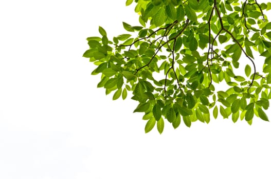 Green leaf on white background
