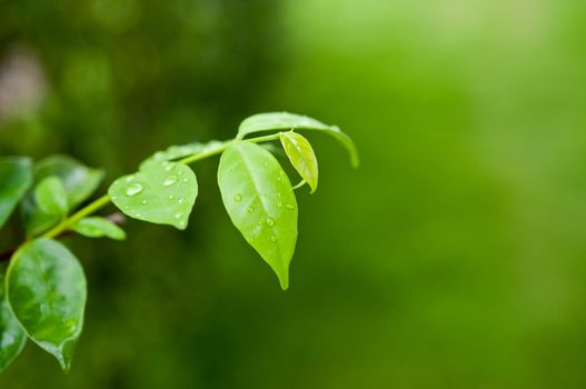 Macro of green leaf, natural fresh detail