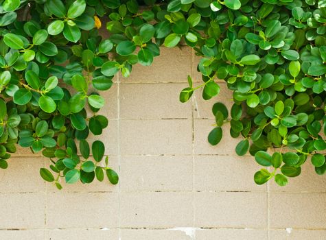 Green leaves on tile wall background