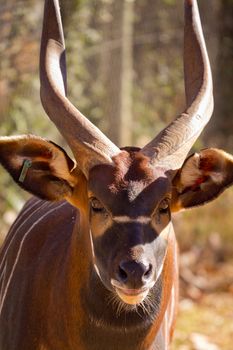 Bongo, a brown antelope with white stripes and spiral horn