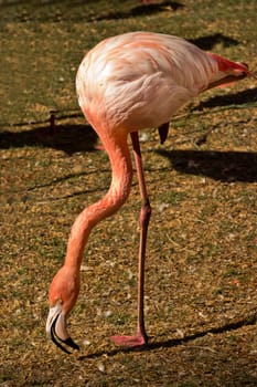 Headshot of a beautiful white flamingo