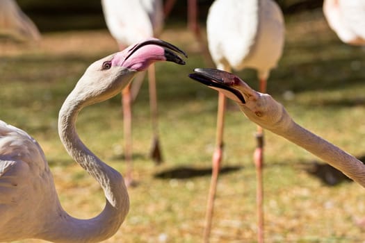 Two white flamingos fighting with their beaks