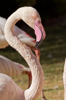 Headshot of a beautiful white flamingo