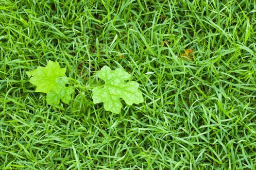 Macro of green leaf, natural fresh