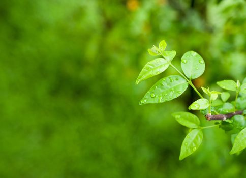 Macro of green leaf, natural fresh detail