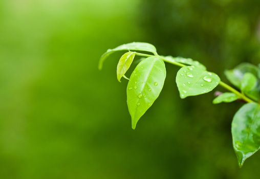 Macro of green leaf, natural fresh detail