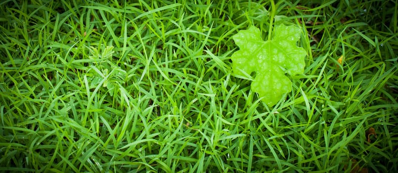 Macro of green leaf, natural fresh