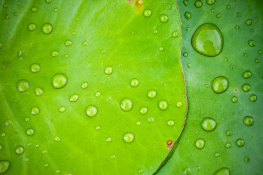 Water drops on Green lotus leaf