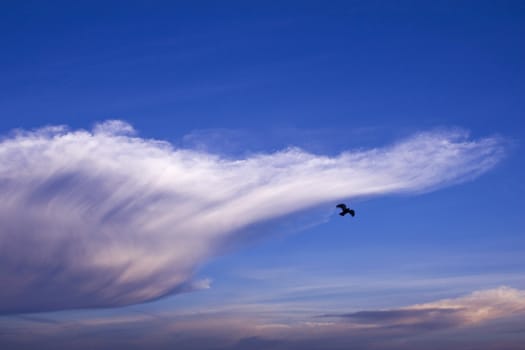 Bird and Clouds