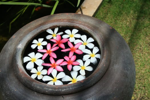 Tropical Frangipani Flowers