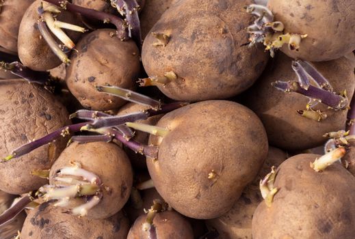 Sprouting Yukon Gold seed potatoes close-up background texture pattern