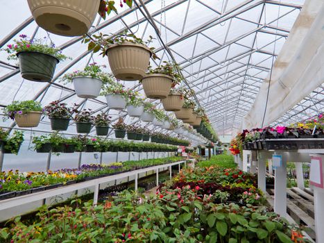Cultivated ornamental flowers growing in a commercial plactic foil covered horticulture greenhouse for warmth and protection from the weather