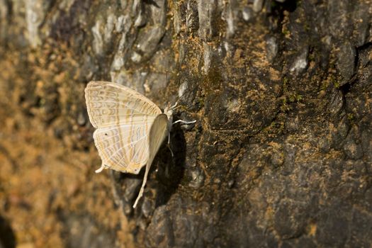 Butterfly Perched on Stone
