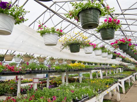 Cultivated ornamental flowers growing in a commercial plactic foil covered horticulture greenhouse for warmth and protection from the weather
