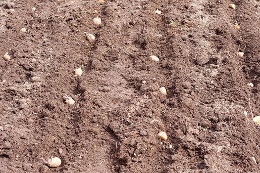 Rows of sprouting seed potatoes laid out to be burried in hobby vegetable garden