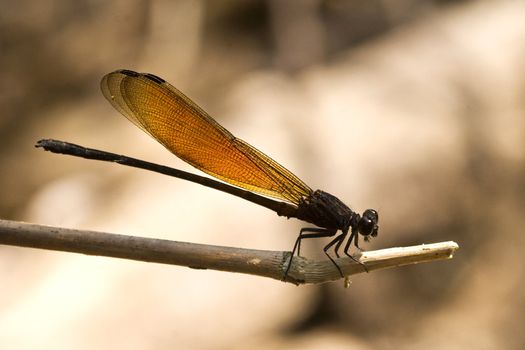 A Dragonfly on a Twig