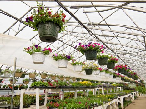 Cultivated ornamental flowers growing in a commercial plactic foil covered horticulture greenhouse for warmth and protection from the weather