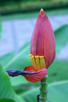 Banana Flower