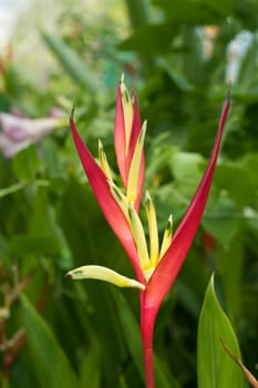 Tropical Red And Yellow Flower