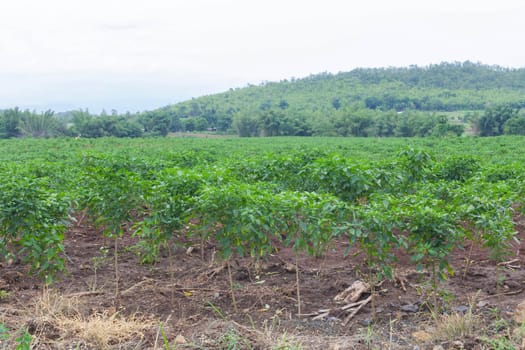 Chilli Farm of the rural farmers.