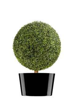 round bush isolated on white