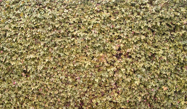 Plant hedge texture