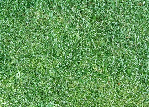 lawn texture