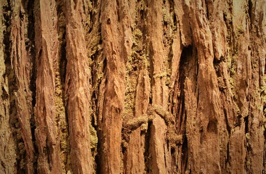 Bark texture