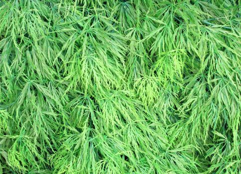 Soft green leaves texture