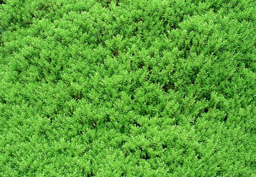 Bush close up texture
