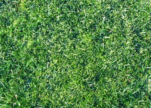 Grass closeup tecture