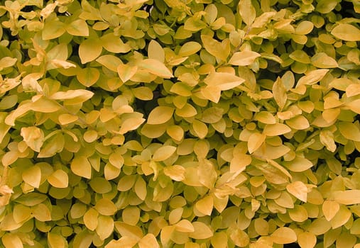 Yellow leaves