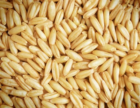Whole wheat grains close up background