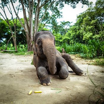 CHIANG MAI, THAILAND - June 16, 2012: Mature female elephant sits on the ground. The Mahout Experience. Taking care of the elephant for a day in Chiang Mai, Thailand.