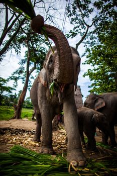 CHIANG MAI, THAILAND - June 16, 2012: Mature female elephant with sugarcane in its mouth eating off the ground. The Mahout Experience. Taking care of the elephant for a day in Chiang Mai, Thailand.