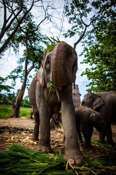 CHIANG MAI, THAILAND - June 16, 2012: Mature female elephant with sugarcane in its mouth eating off the ground. The Mahout Experience. Taking care of the elephant for a day in Chiang Mai, Thailand.