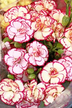 Bouquet of beautiful white red carnation flowers